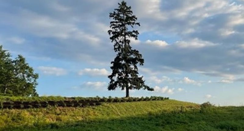 Spring Forest Ecology