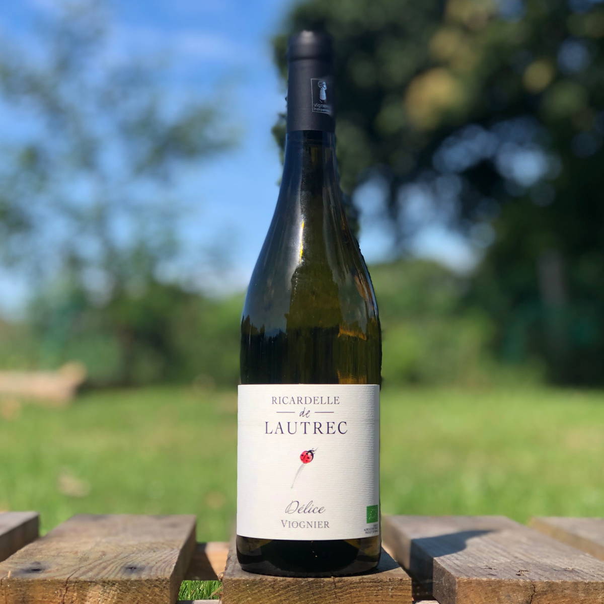 Ricardelle de lautrec, lionel boutié, la clape, minervois, corbières, languedoc,France, vin nature, rawwine, organic wine, vin bio, vin sans intrants, bistro brute, vin rouge, vin blanc, rouge, blanc, nature, vin propre, vigneron, vigneron indépendant, domaine bio, biodynamie, vigneron nature, cave vin naturel, cave vin, caviste, vin biodynamique, bistro brute, Quimper, Finistère, Délice, viognier