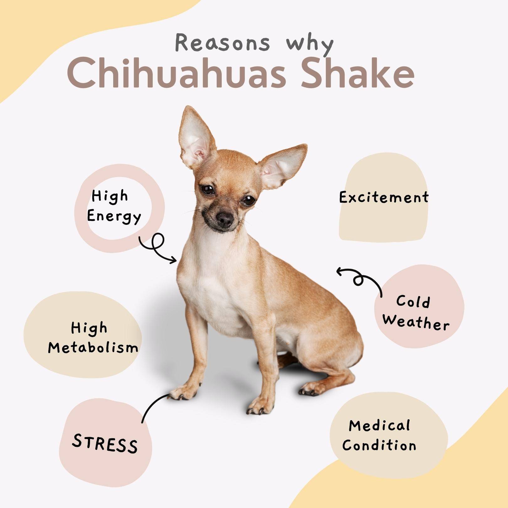 why chihuahuas shake so much