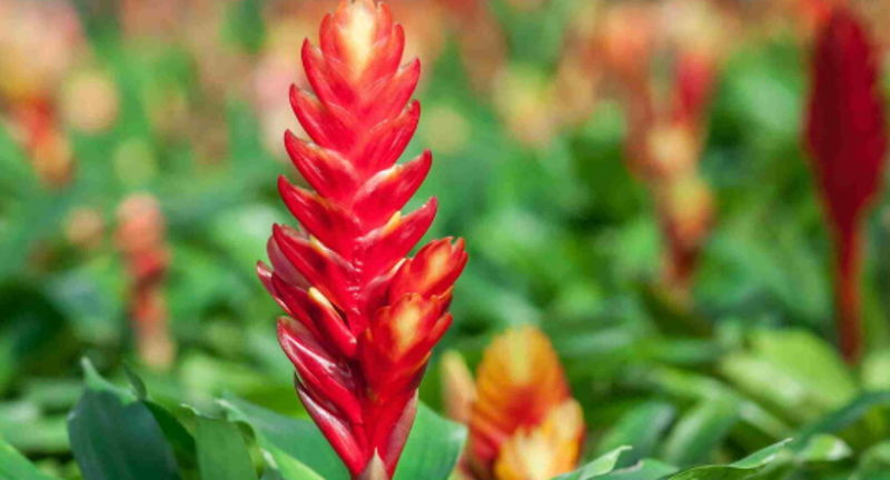 River Ridge Bromeliad Society Show & Sale
