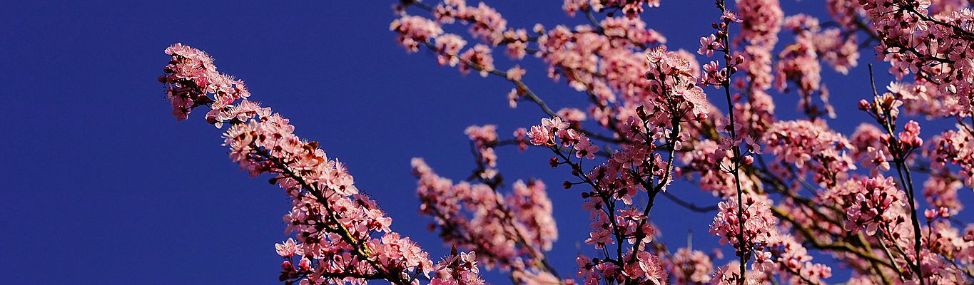  Santa Maria
- Almond blossom mallorca