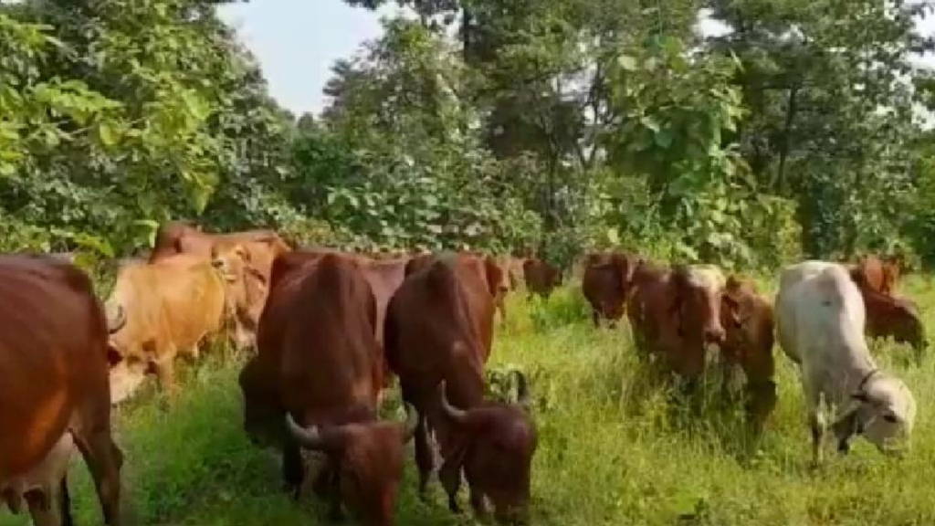 Free Grazing Gir Cows