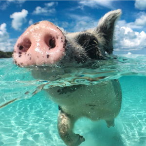 Swimming With Pigs Honeymoon Adventure