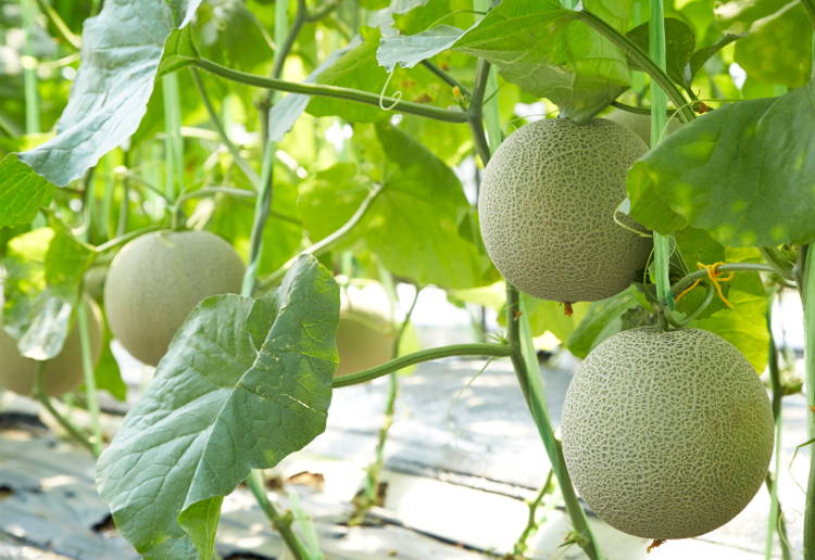 メロンの保存方法