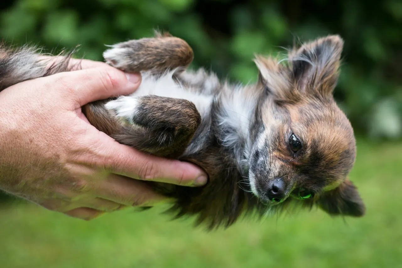 what were chihuahuas bred to do