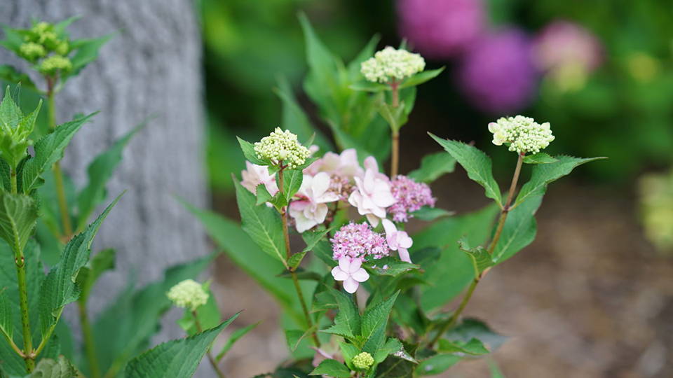 let's dance can do hydrangea blooms