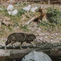 wolf creeping on a lake side