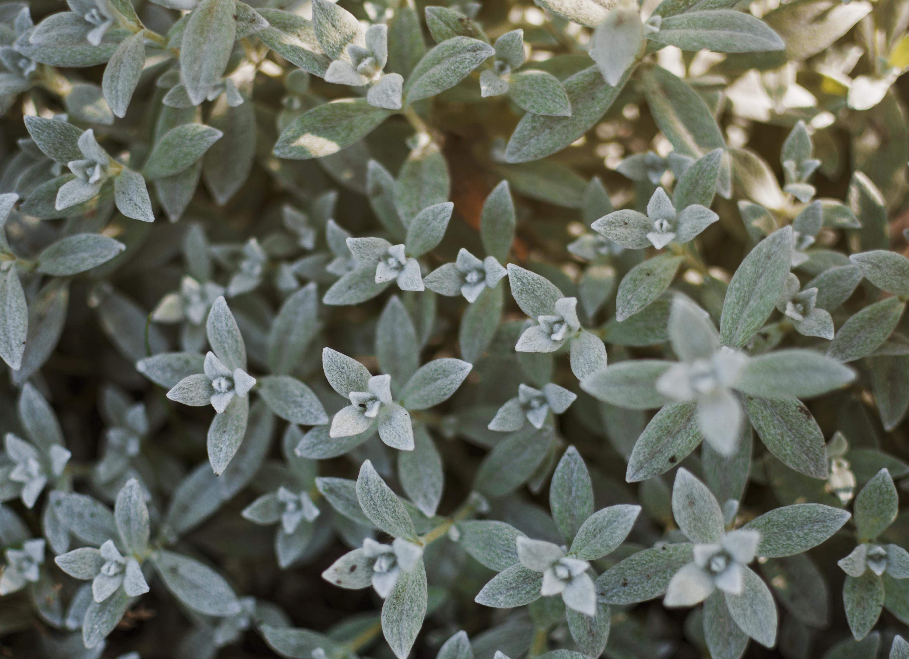 A close-up shot of an herb plant with small grey-green leaves