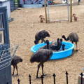 juvenile_emus_in_kiddie_pool_gypsy_shoals_farm