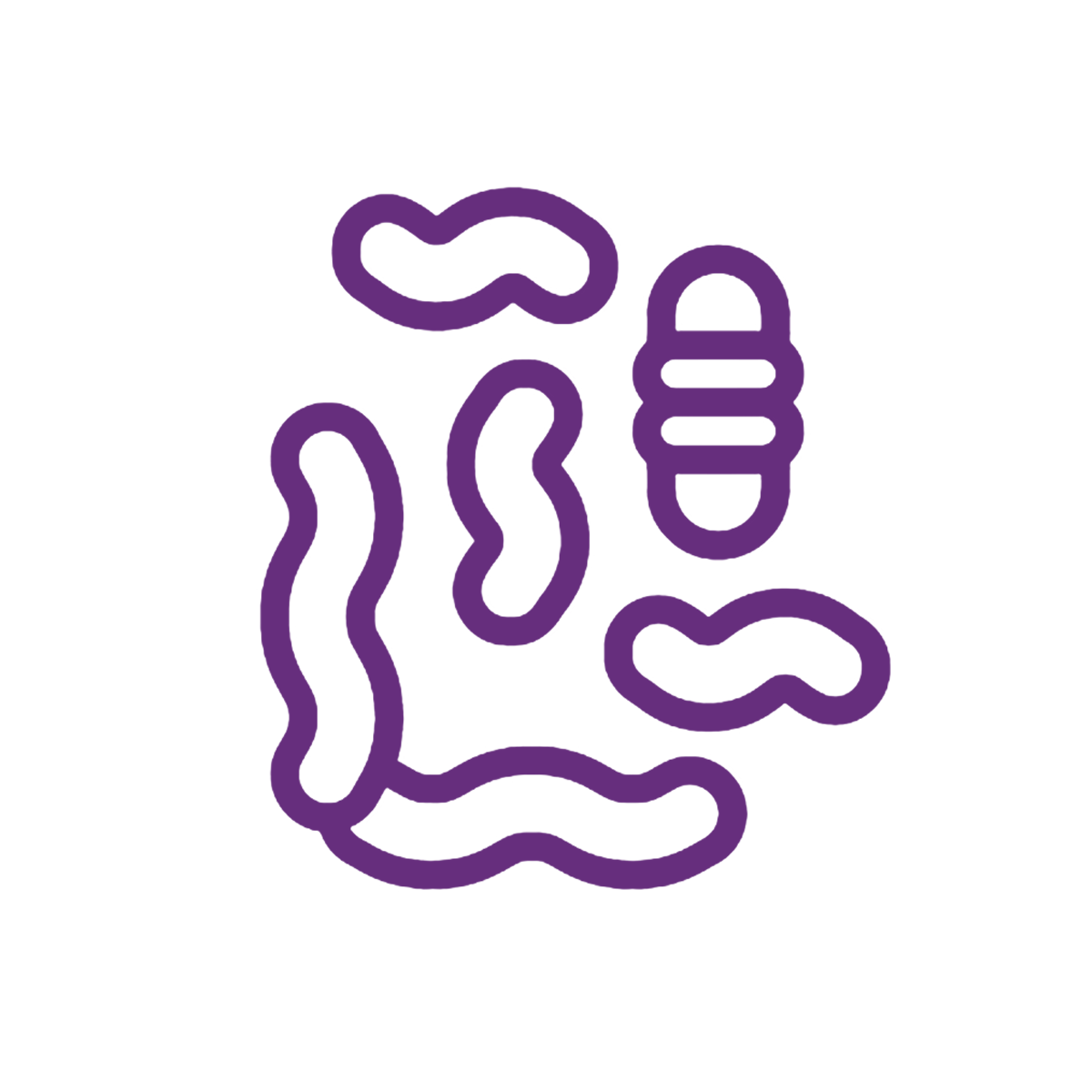 Probiotic strains found in our best probiotic supplement