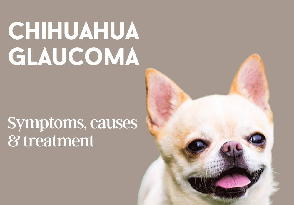 chihuahua glaucoma