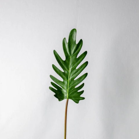 Small Xanadoo Leaf ( 12 Pack ) - Realistic Artficial Flowers - Image 2