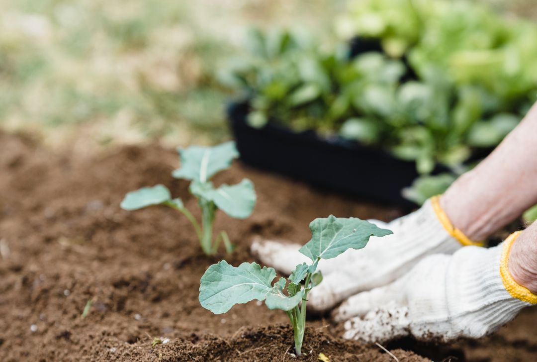 A gardener&rsquo;s gloved hands transplanting broccoli seedlings into the soil