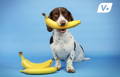 Small dog sitting with a banana in his mouth