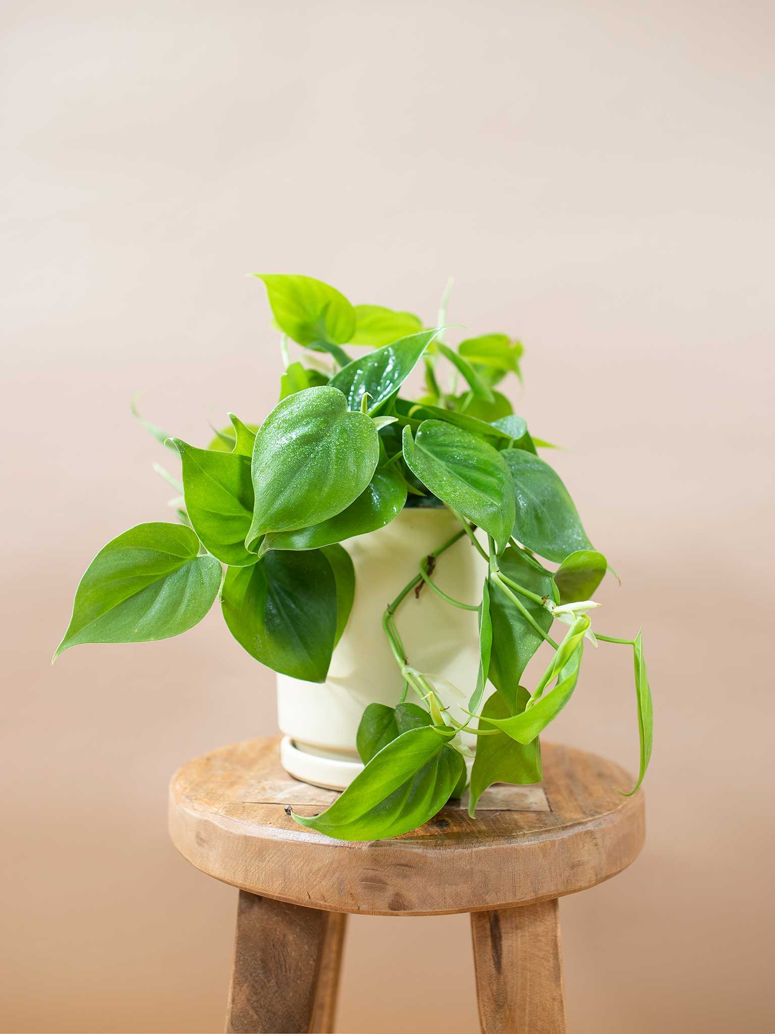 Photo of a potted heartleaf philodendron