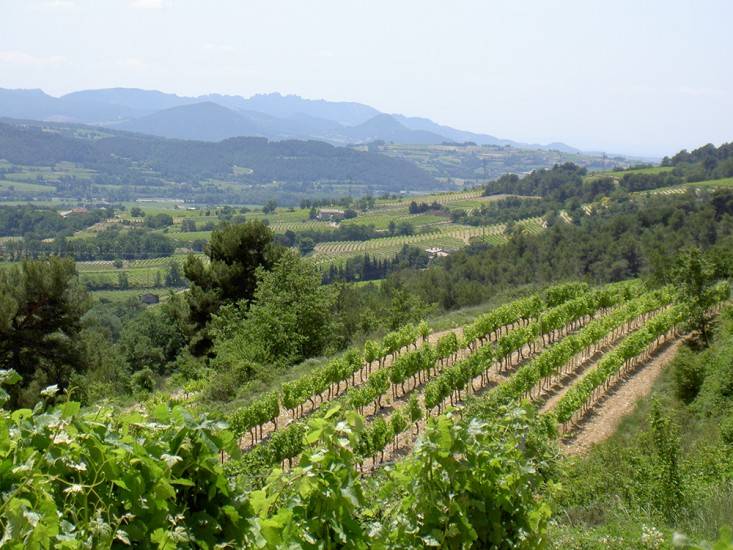 Coteaux argilo-calcaires du Domaine Constant-Duquesnoy à Vinsobres, entre 250 et 450 mètres d'altitude, Drôme provençale. Vignoble du Domaine de la Taille aux Loups. Les rangées de vignes parfaitement alignées s'étendent sur les coteaux calcaires de Montlouis-sur-Loire, baignés de lumière et inclinés vers le Sud.