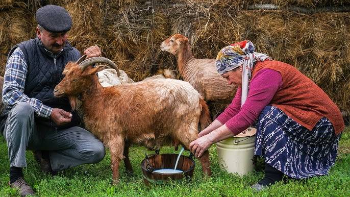 goat milk