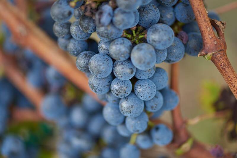 Picture of a wine grape