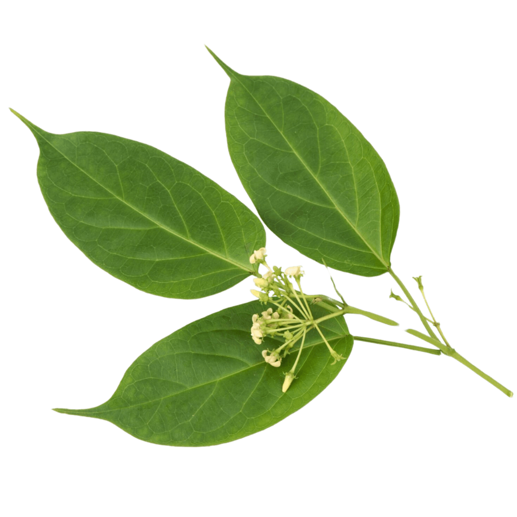 gymnema controllo glicemia ingrediente metaglyc agolab