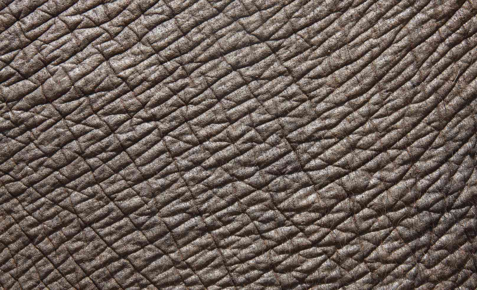 Cuir d'éléphant