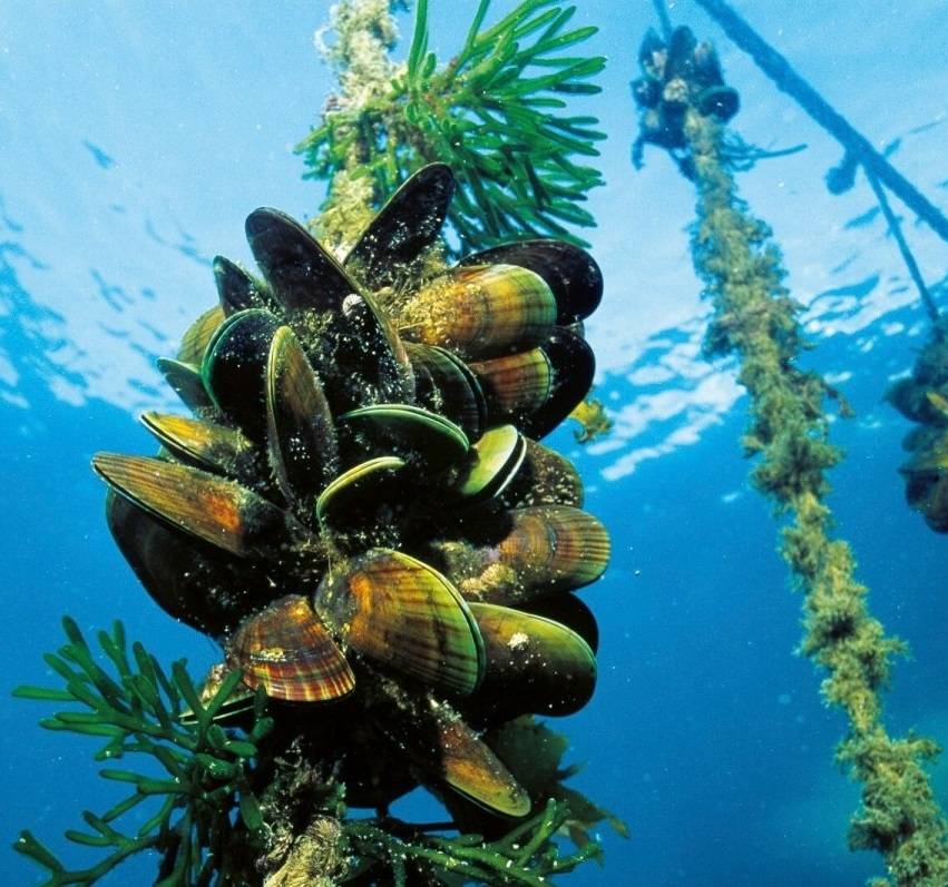 natural ropes for aquaculture & marine use