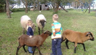 bauernhof gut halfeshof a kinder und schafe
