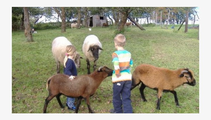 bauernhof gut halfeshof a kinder und schafe