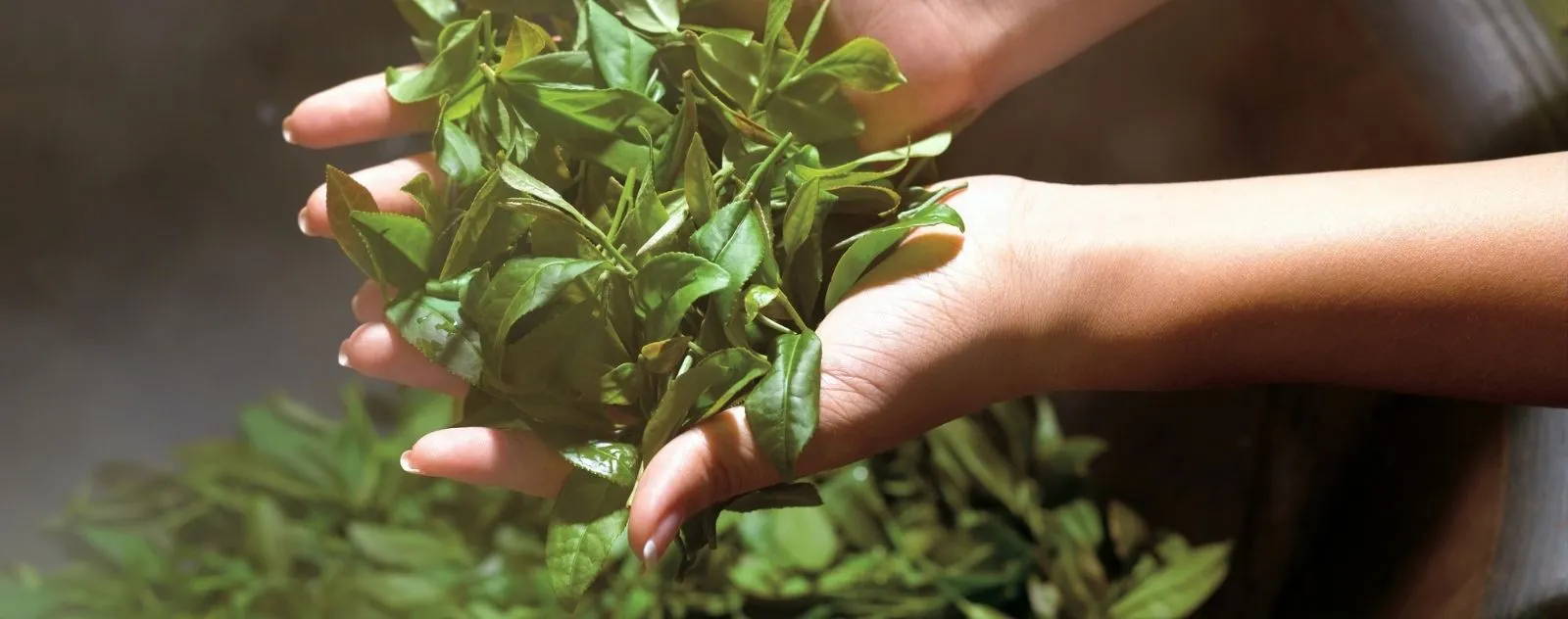 Mains tenant délicatement un bouquet de thé vertes fraîches, plantes naturelles pour une cure détox hépatique.