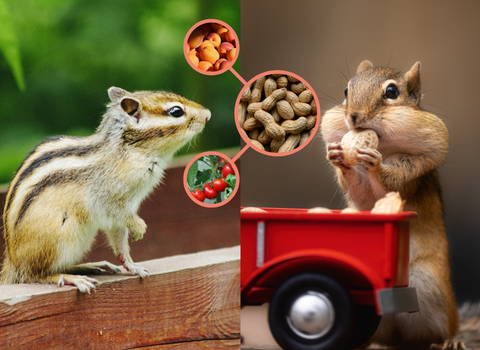 do_baby_chipmunks_love_the_same_foods_as_their_parents