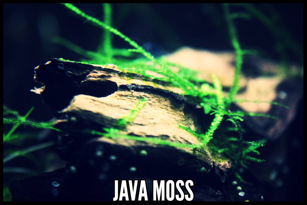 Java Moss