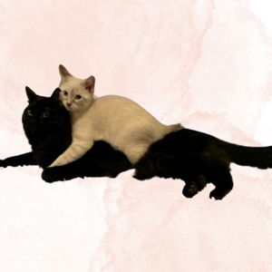 Our Pet Toy Fund