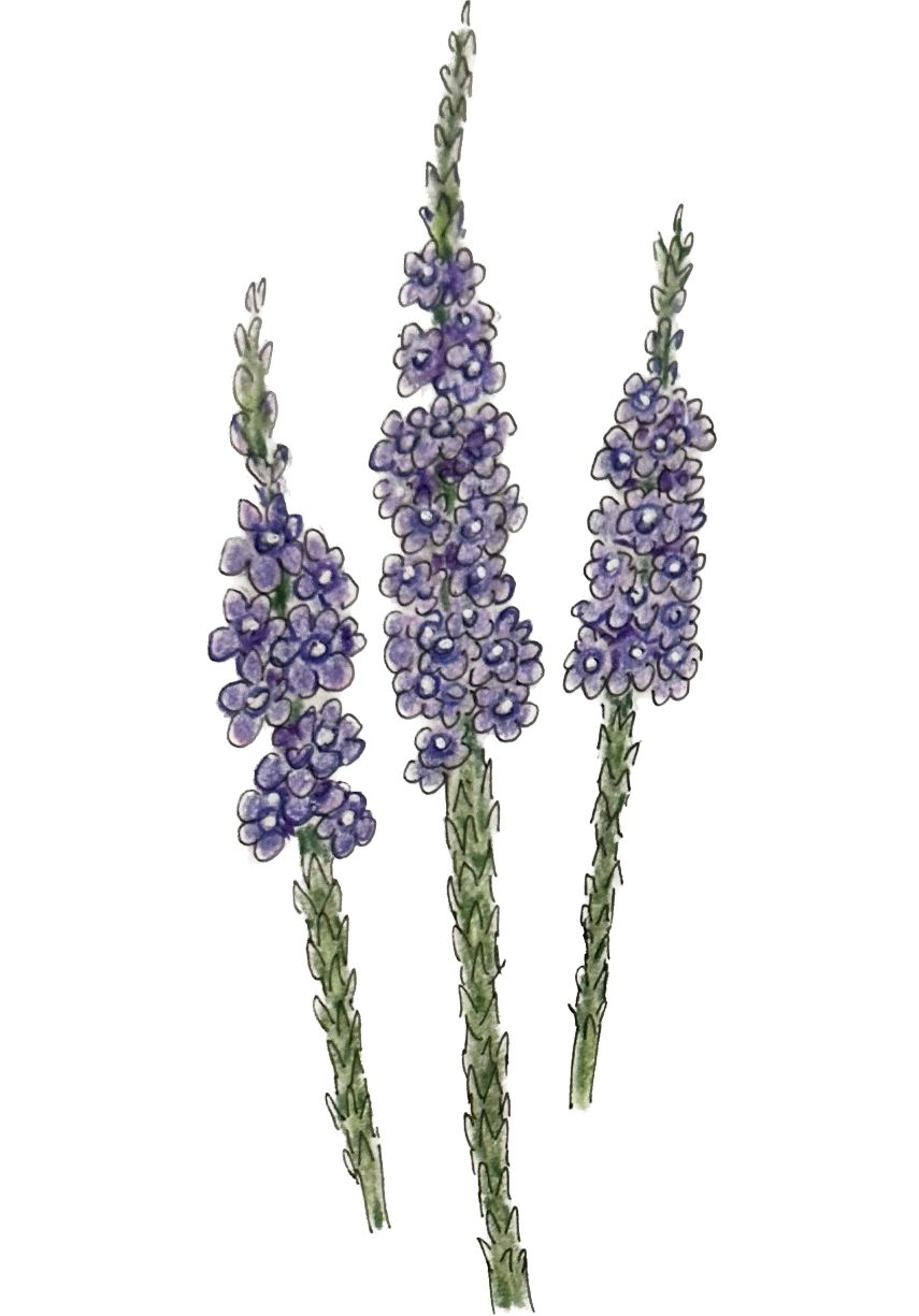 Drawing of hoary vervain by Lisa Meyers McClintick