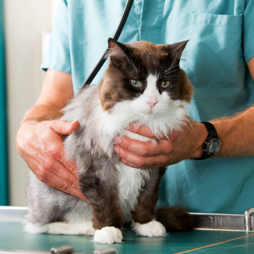 Greenhaven deals animal hospital