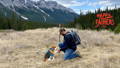 female and beagle dogs in banff alberta