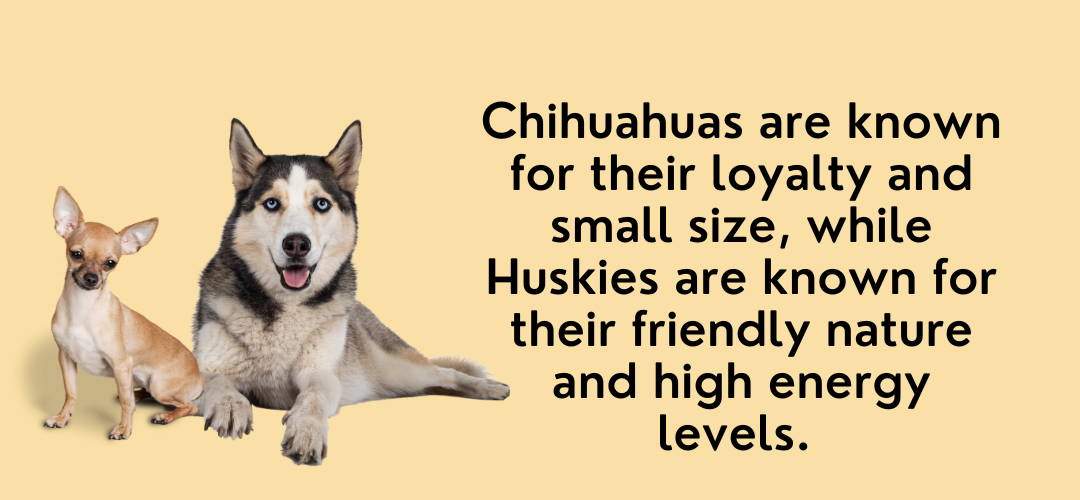 chihuahua and husky mix