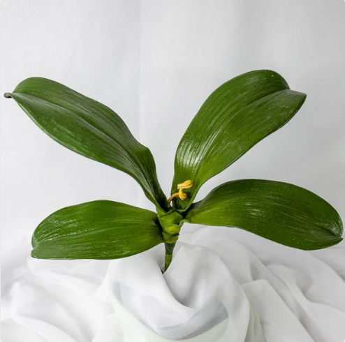 Phalaenopsis Leaves (6 Pack) - Realistic Artificial Flowers - Image 3
