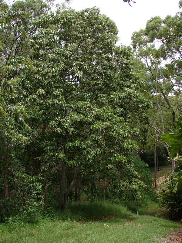 Candlenut(s) · Southeast Asian Ingredients · Nyonya Cooking