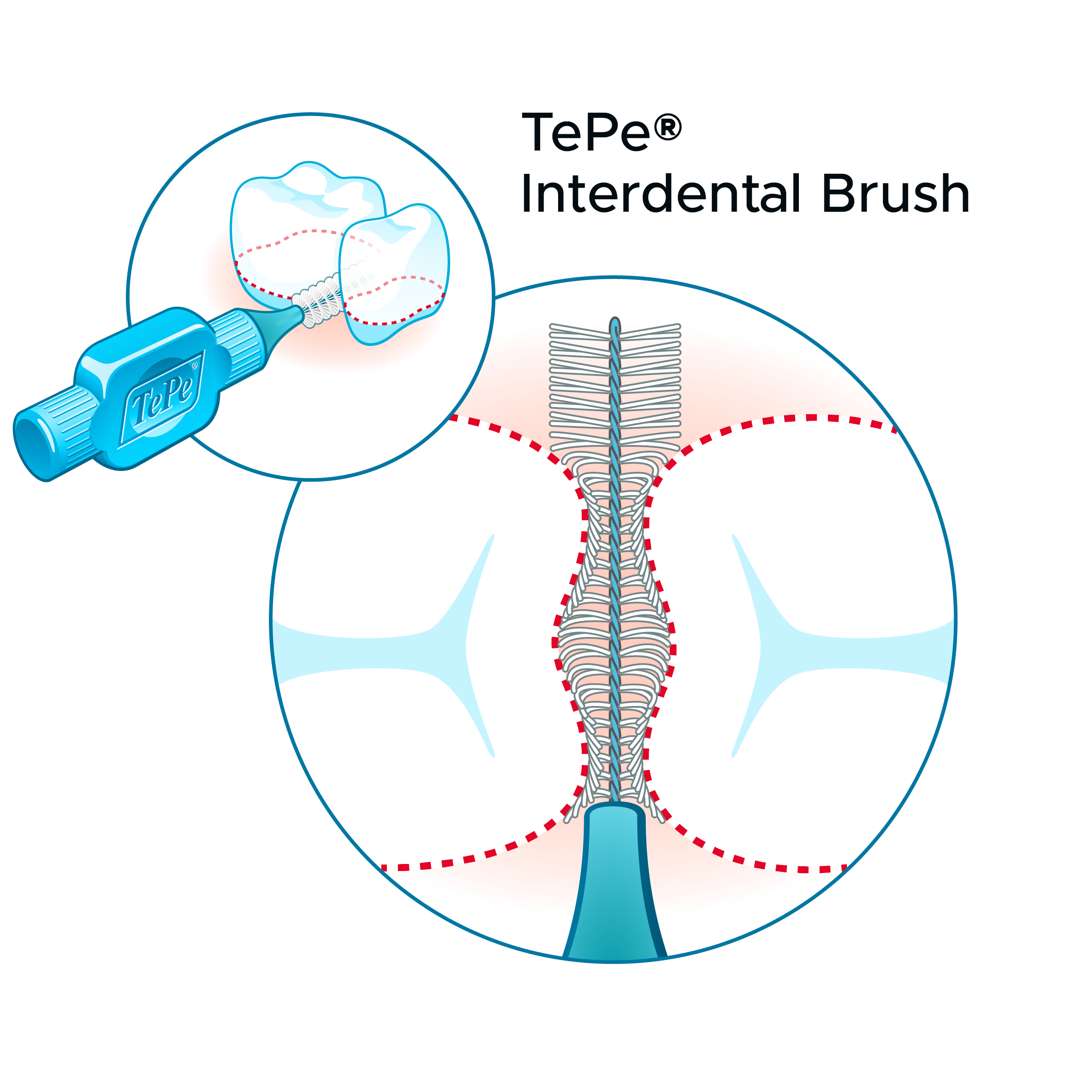 Illustration showing how TePe interdental brush fits between teeth