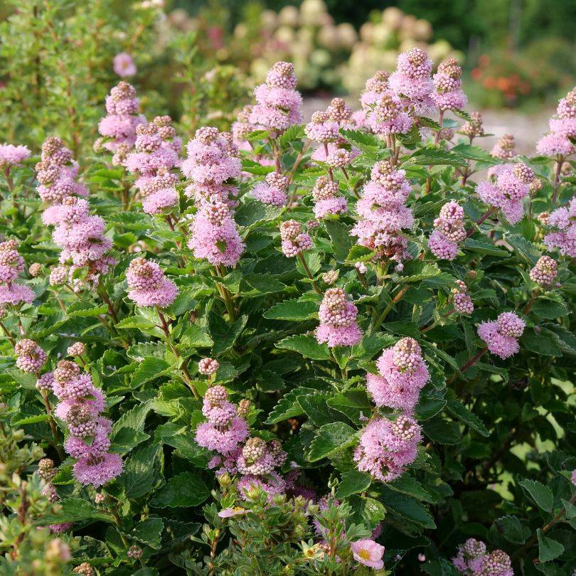 A garden shrub of Bluebeard (Caryopteris) showcasing spires of bright pink flowers and green foliage