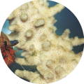 SANGO KORALLE - Die japanische Sango Koralle enthält über 70 Mineralstoffe und Spurenelemente. Ihr wird aufgrund der perfekten Zusammensetzung aus Calcium und Magnesium eine hohe Wirkung in Bezug auf die Remineralisierung der Knochen, Zähne, Haare und Fingernägel nachgesagt. 