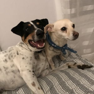 Pamper Manchas & Bubba