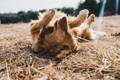 Golden Retriever dog rolling in dry grass outside in autumn sunlight