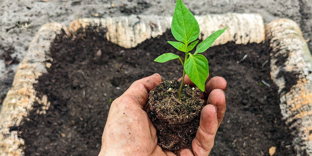 Grow Your Own Food Seminar: Earth Day Edition promotional image