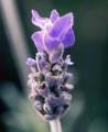 Lavender Oil Production Process | Visagenics