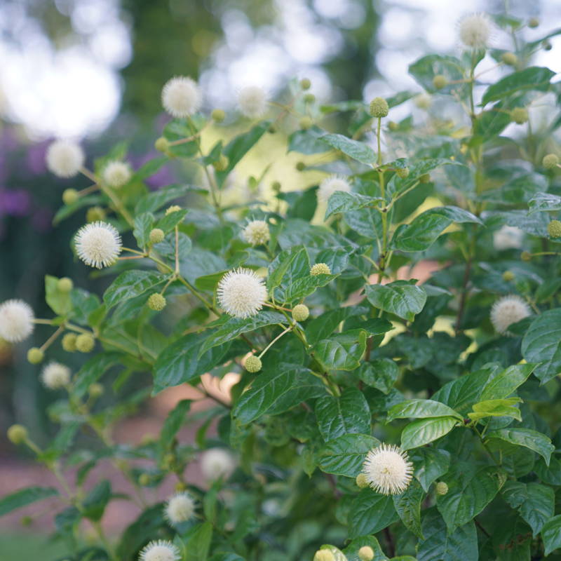 Spherical buttonbush flowers in a shade garden