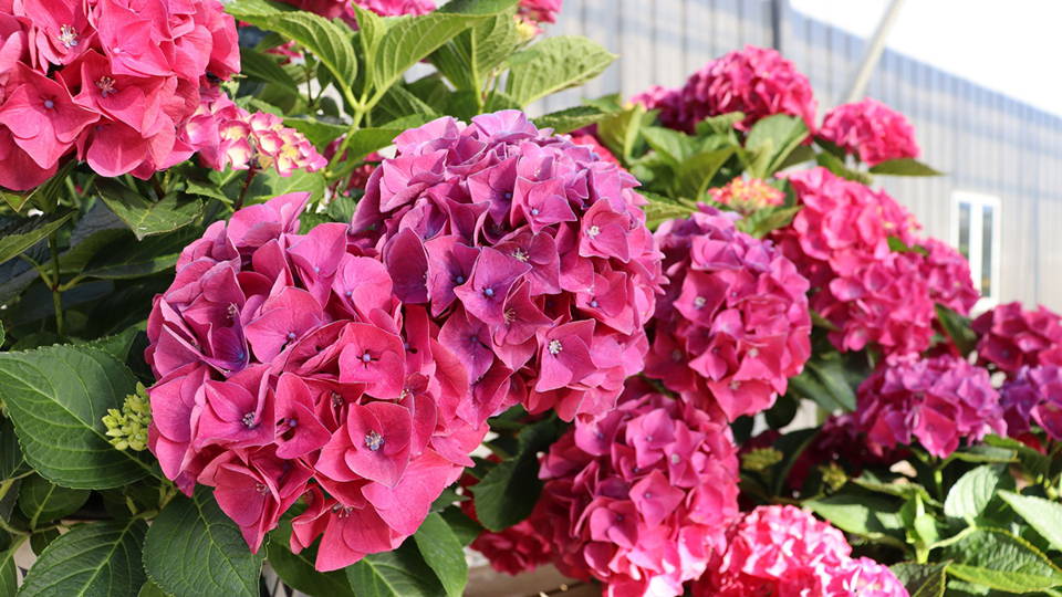 pink hydrangea shrub