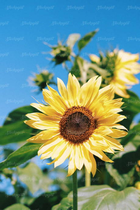 blue sky and sunflowers