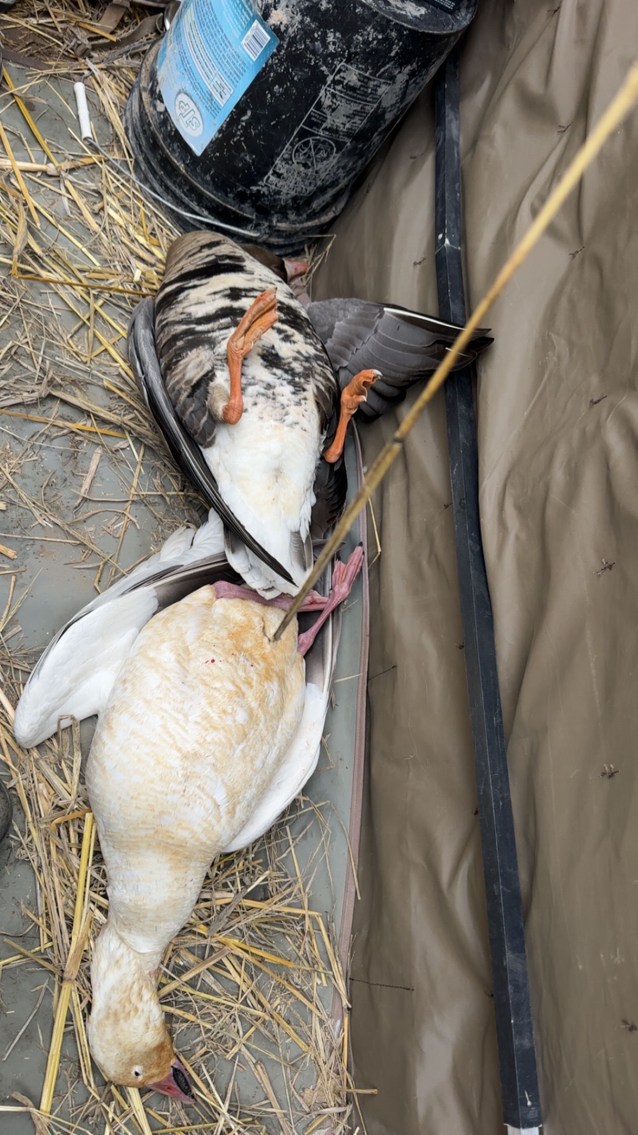 Banded duck close-up