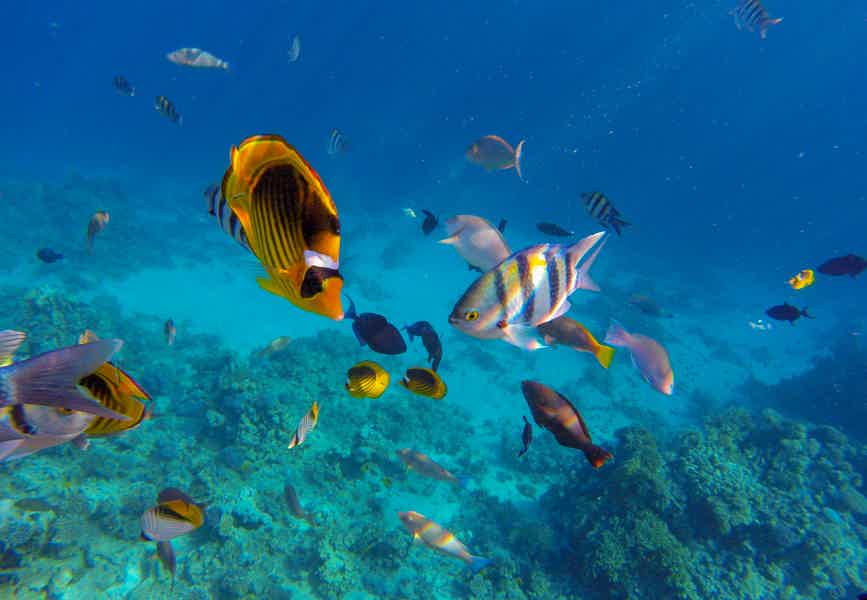 From Dubai: Snorkeling Trip to Fujairan - photo 6