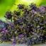 Lavendel - Ätherisches Öl